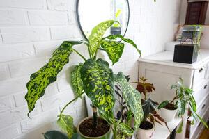dieffenbachia Chita with large variegated leaves in a white loft-style interior. Growing interior plants decorative in a pot photo