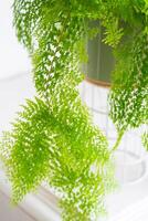 Fluffy fern in a white loft-style interior. Nephrolepis Marisa is a varietal ornamental fern photo