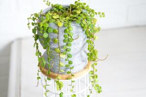 Long lashes of peperomium prostrate in a concrete pot hang with round turtle leaves. Peperomy close-up in the interior on a white background, an ornamental plant photo