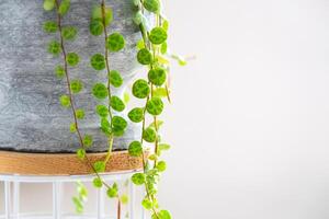 Long lashes of peperomium prostrate in a concrete pot hang with round turtle leaves. Peperomy close-up in the interior on a white background, an ornamental plant photo