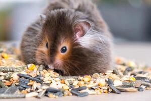 Funny fluffy Syrian hamster sits on a handful of seeds and eats and stuffs his cheeks with stocks. Food for a pet rodent, vitamins. Close-up photo