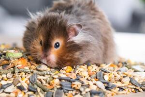 Funny fluffy Syrian hamster sits on a handful of seeds and eats and stuffs his cheeks with stocks. Food for a pet rodent, vitamins. Close-up photo