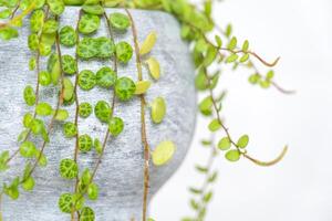 Long lashes of peperomium prostrate in a concrete pot hang with round turtle leaves. Peperomy close-up in the interior on a white background, an ornamental plant photo