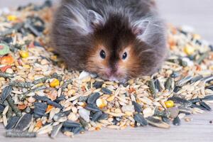 Funny fluffy Syrian hamster sits on a handful of seeds and eats and stuffs his cheeks with stocks. Food for a pet rodent, vitamins. Close-up photo