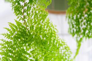 Close-up Fluffy fern leaf in a white loft-style interior. Nephrolepis Marisa is a varietal ornamental fern photo