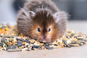 Funny fluffy Syrian hamster sits on a handful of seeds and eats and stuffs his cheeks with stocks. Food for a pet rodent, vitamins. Close-up photo