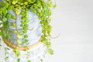 Long lashes of peperomium prostrate in a concrete pot hang with round turtle leaves. Peperomy close-up in the interior on a white background, an ornamental plant photo