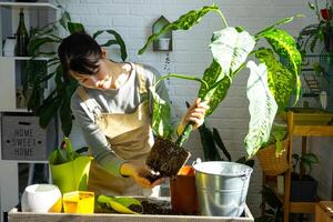 Repotting and caring home plant dieffenbachia Cheetah into new pot in home interior. Woman breeds and grows plants as a hobby, holds Varietal diffenbachia with large spotted leaves, large size photo