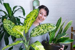 Repotting and caring home plant dieffenbachia Banana into new pot in home interior. Woman breeds and grows plants as a hobby, holds Varietal diffenbachia with large spotted leaves, large size photo