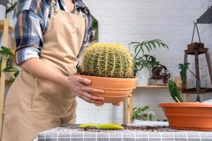 trasplante descuidado hogar planta grande espinoso cactus equinocactus gruzoni dentro nuevo más grande maceta. cuidando para en conserva planta, manos de mujer en delantal foto