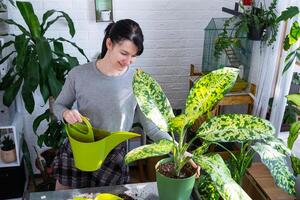 trasplante y cuidando hogar planta dieffenbachia plátano dentro nuevo maceta en hogar interior. mujer razas y crece plantas como un pasatiempo, sostiene varietal diffenbachia con grande manchado hojas, grande Talla foto