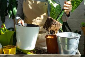 trasplante y cuidando hogar planta dieffenbachia leopardo dentro nuevo maceta en hogar interior. mujer razas y crece plantas como un pasatiempo, sostiene varietal diffenbachia con grande manchado hojas, grande Talla foto