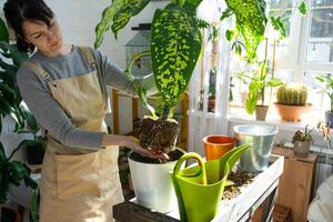 Repotting and caring home plant dieffenbachia Cheetah into new pot in home interior. Woman breeds and grows plants as a hobby, holds Varietal diffenbachia with large spotted leaves, large size photo