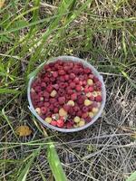 full bucket of ripe forest raspberries, bucket in green grass, top view photo