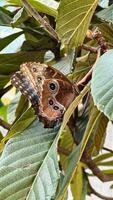 Majestic Butterfly RestingClose-up of a vibrant butterfly with patterned wings resting on a green leaf, showcasing nature's beauty. photo