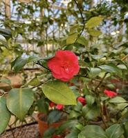 A single radiant red camellia flower with lush green leaves in a tranquil greenhouse setting, showcasing natural beauty photo