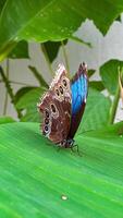 un maravilloso de cerca foto de un estampado mariposa encaramado graciosamente en vibrante flores, demostración apagado el intrincado ala detalle y natural belleza.