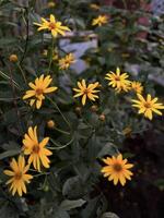 Close-up of fresh yellow daisies with rich green leaves, capturing the natural beauty and bright colors of garden flowers photo