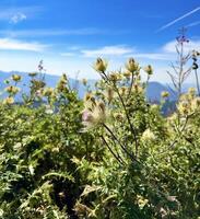 Alpine meadows bloom under a clear blue sky with mountain range backdrop. photo