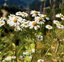 Wild daisies flourishing on the slopes of the Caucasus Mountains under blue skies, ideal for nature and travel concepts. photo