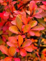 Vibrant red shrubbery close-up, highlighting the intricate details and radiant hues of the bush's foliage in full autumn splendor. photo