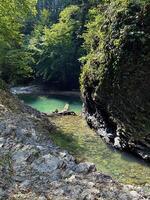 un pacífico río esquina rodeado por lozano verdor, exhibiendo claro agua y rocoso bancos en un aislado bosque foto