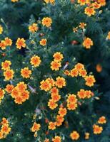 Close-up of fresh yellow daisies with rich green leaves, capturing the natural beauty and bright colors of garden flowers photo