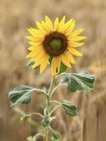 A lone sunflower stands vibrant amidst golden wheat, symbolizing hope and the beauty of nature in contrast to the harvest season photo