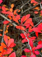 Vibrant red shrubbery close-up, highlighting the intricate details and radiant hues of the bush's foliage in full autumn splendor. photo