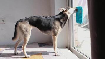 mignonne chien en utilisant lécher tapis pour en mangeant nourriture lentement, tapis est attaché à le fenêtre verre. animal de compagnie se soucier video