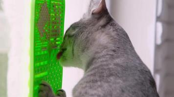 cute grey tabby cat using lick mat for eating food slowly, mat is attached to the window glass. Pet care video