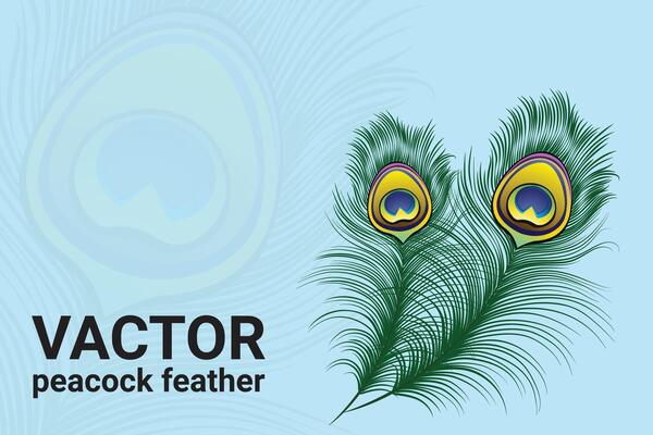 Peacock feather isolated icon
