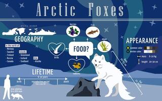 Ready to use educational poster about arctic foxes. Infographics for print in a children's encyclopedia about polar animals, their lives, prevalence and diet. Page from the textbook on biology vector