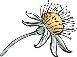 dandelion flower drawing without background vector