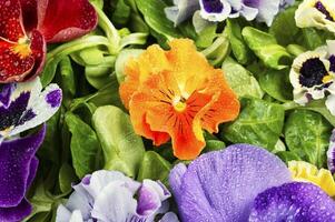 Salad made only from edible flowers, close up. photo