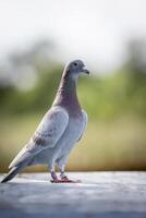 female mealy color of homing standing on home loft trap photo