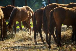 cola de marrón caballo en pie en rancho granja foto