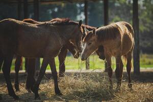 flock of female horse eating dry grass at ranch farm photo