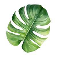 Alocasia Leaf Isolated Detailed Watercolor Hand Drawn Painting Illustration png