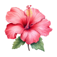 Hibiscus Flower Isolated Detailed Watercolor Hand Drawn Painting Illustration png