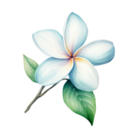 Plumeria Flower Isolated Detailed Watercolor Hand Drawn Painting Illustration png