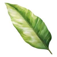 Banana Leaf Isolated Detailed Watercolor Hand Drawn Painting Illustration png