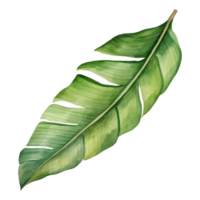 Banana Leaf Isolated Detailed Watercolor Hand Drawn Painting Illustration png