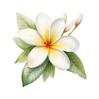 Plumeria Flower Isolated Detailed Watercolor Hand Drawn Painting Illustration png