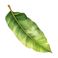 Banana Leaf Isolated Detailed Watercolor Hand Drawn Painting Illustration png