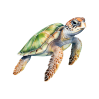 sköldpadda isolerat detaljerad vattenfärg hand dragen målning illustration png