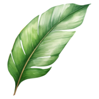 Banana Leaf Isolated Detailed Watercolor Hand Drawn Painting Illustration png