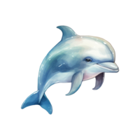 Dolphin Isolated Detailed Watercolor Hand Drawn Painting Illustration png