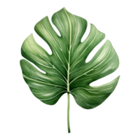 Alocasia Leaf Isolated Detailed Watercolor Hand Drawn Painting Illustration png