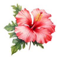 Hibiscus Flower Isolated Detailed Watercolor Hand Drawn Painting Illustration png